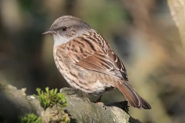 Dunnock Picture