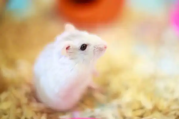 Dwarf Hamster Facts