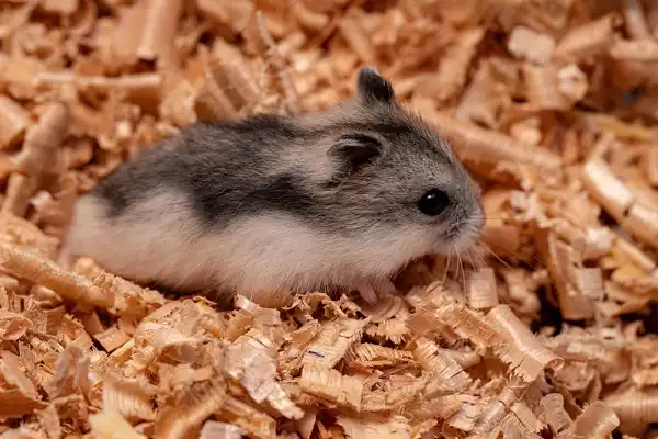 Dwarf Hamster Image