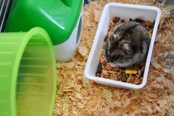 Dwarf Hamster Picture