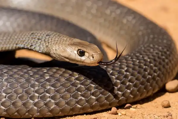 Eastern Brown Snake Facts