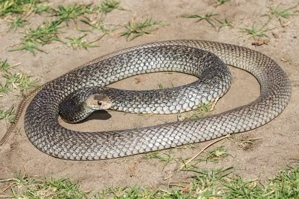 Eastern Brown Snake Picture