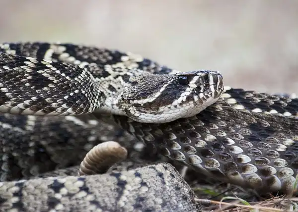 Eastern Diamondback Rattlesnake Facts