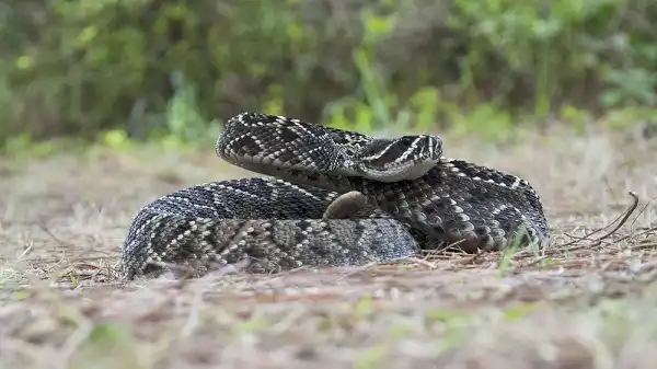 Eastern Diamondback Rattlesnake Picture