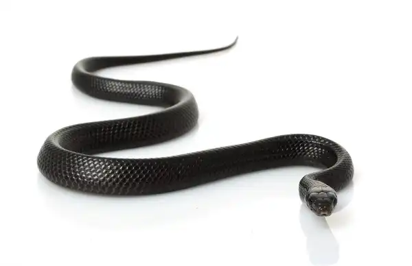 Eastern Indigo Snake Facts