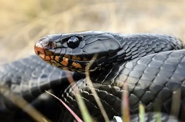 Eastern Indigo Snake Image