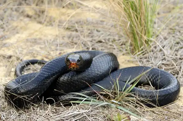 Eastern Indigo Snake Facts Size Diet Pictures All Animal Facts