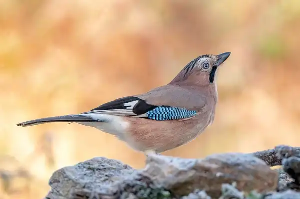 Eurasian Jay Picture