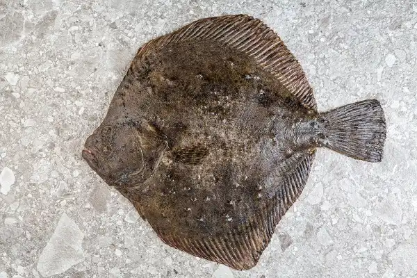Flounder Facts