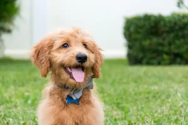 Goldendoodle Facts