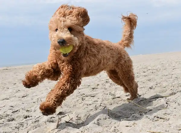 Goldendoodle Picture