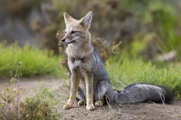 Gray Fox Image