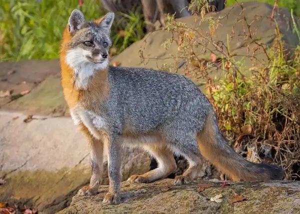 Gray Fox Picture