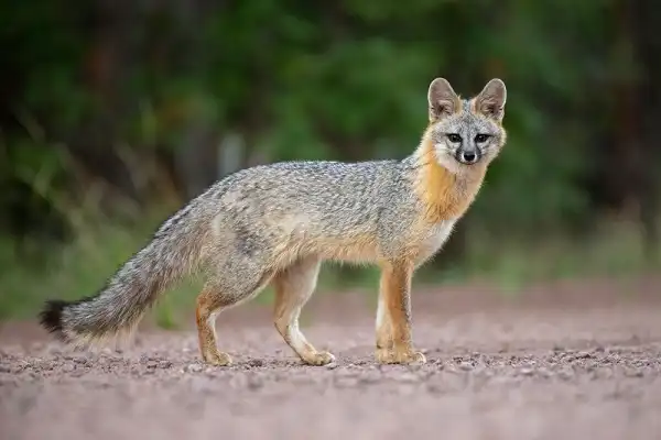 Gray Fox