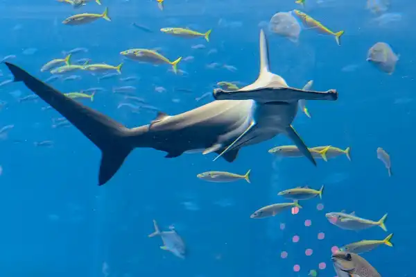 Hammerhead Shark Image