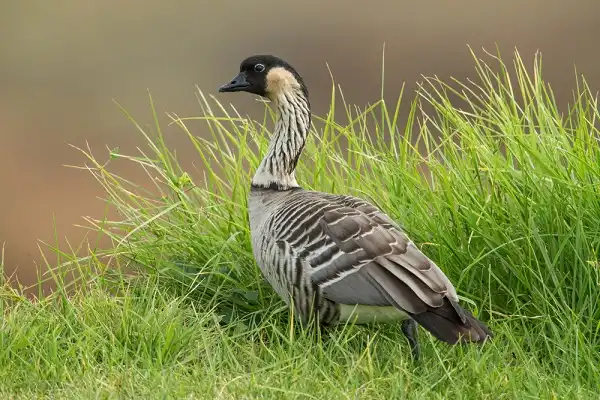 Hawaiian Goose Image