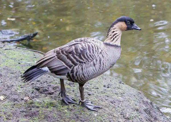 Hawaiian Goose Picture