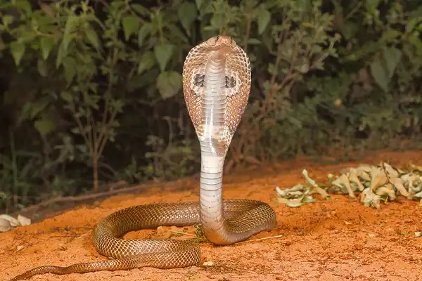 Indian Cobra Facts