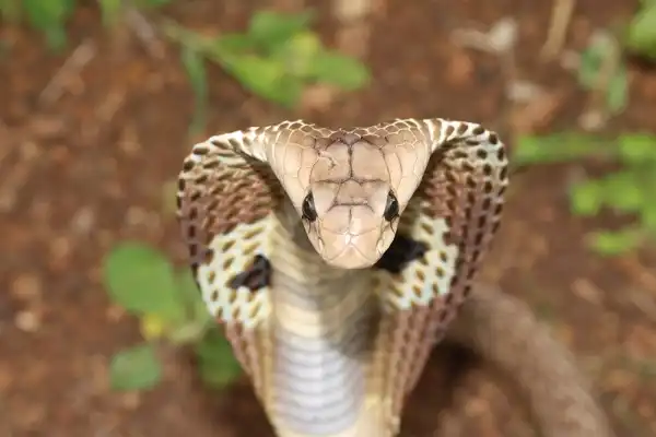 Indian Cobra Picture
