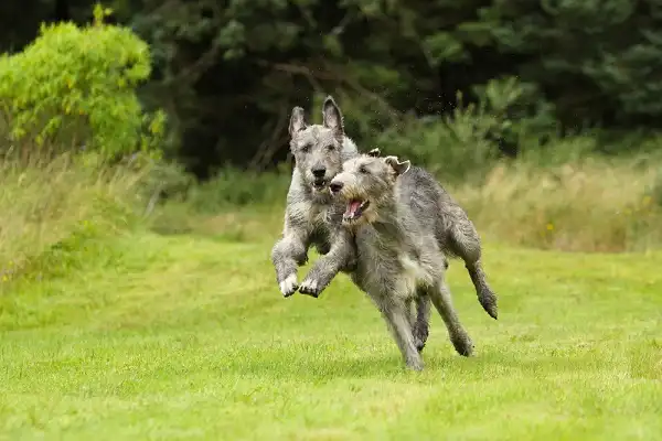 Irish Wolfhound Facts