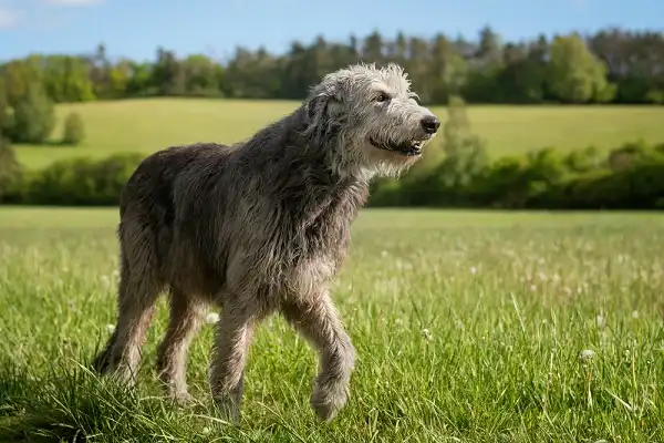 Irish Wolfhound Image