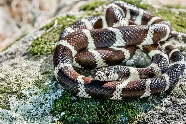 King Snake Picture