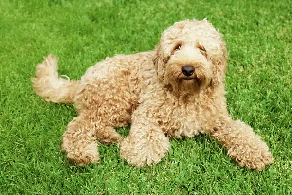 Labradoodle Picture