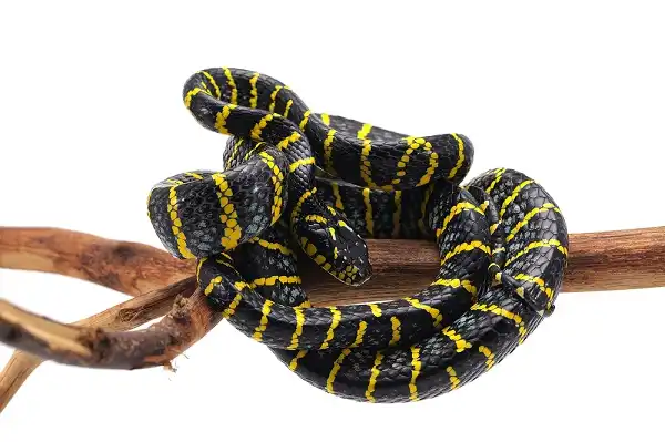 Mangrove Snake Picture