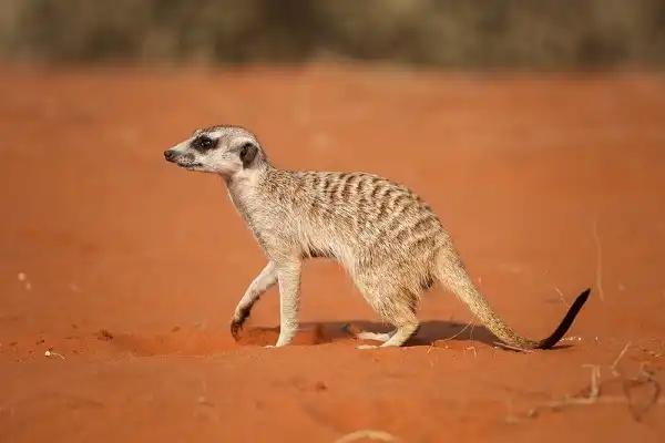 Meerkat Image