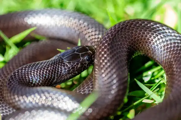 Mexican Black Kingsnake Facts