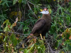 Mexican Eagle (Northern Crested Caracara) Facts