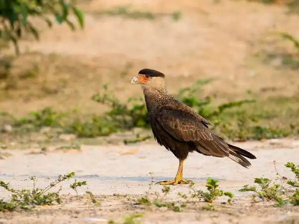 Mexican Eagle (Northern Crested Caracara) Image