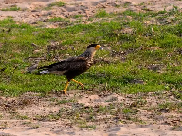 Mexican Eagle (Northern Crested Caracara) Picture