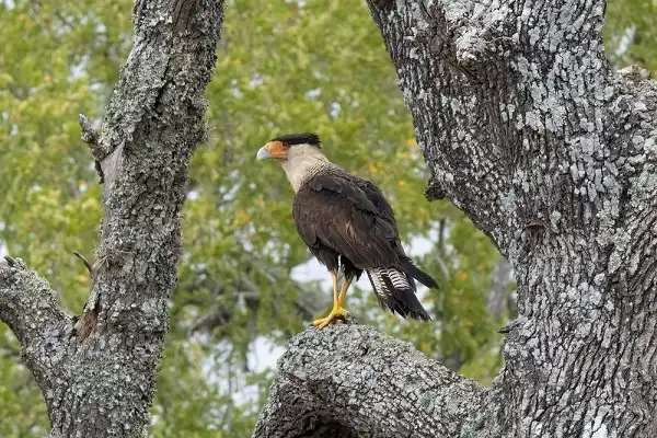 Mexican Eagle (Northern Crested Caracara)