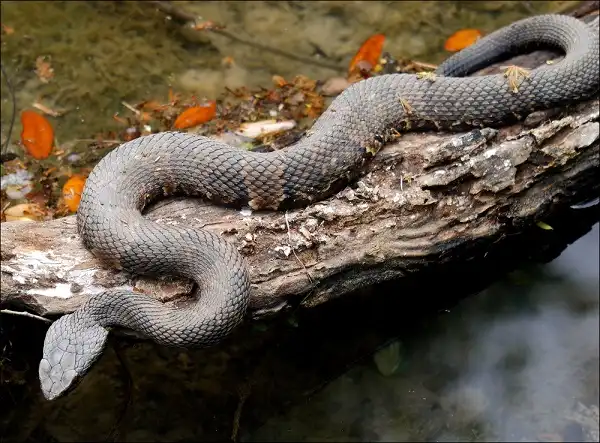 Moccasin Snake Image