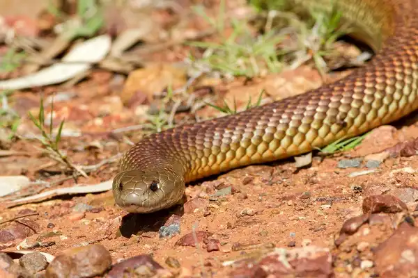 Mulga Snake Image