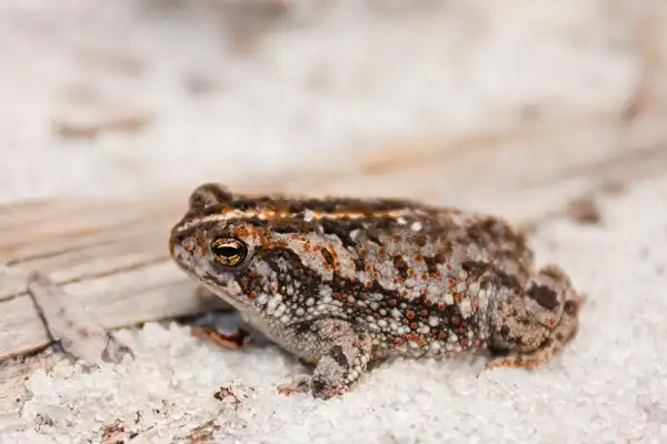 Oak Toad Facts