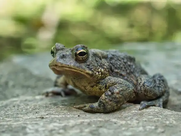 Oak Toad Image
