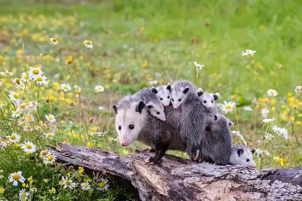 Opossum Facts