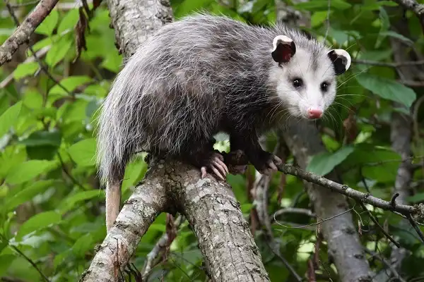 Opossum Image