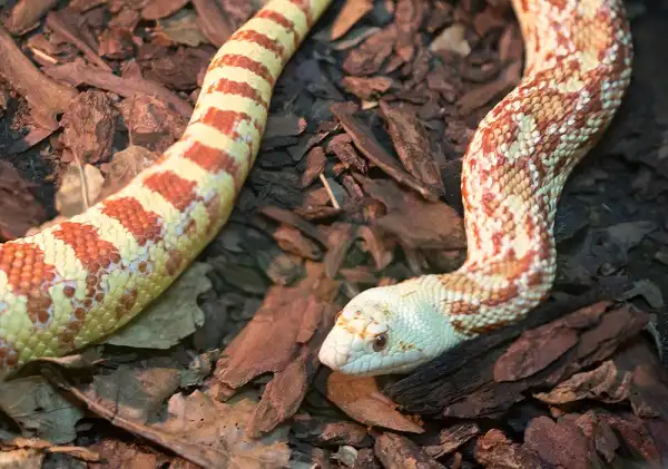 Pine Snake Facts