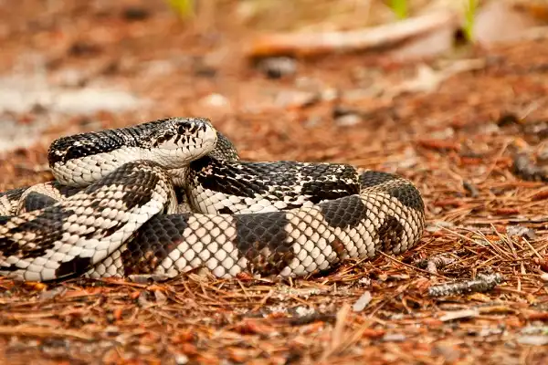 Pine Snake Picture