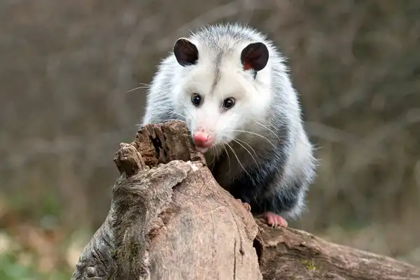 Possum Picture