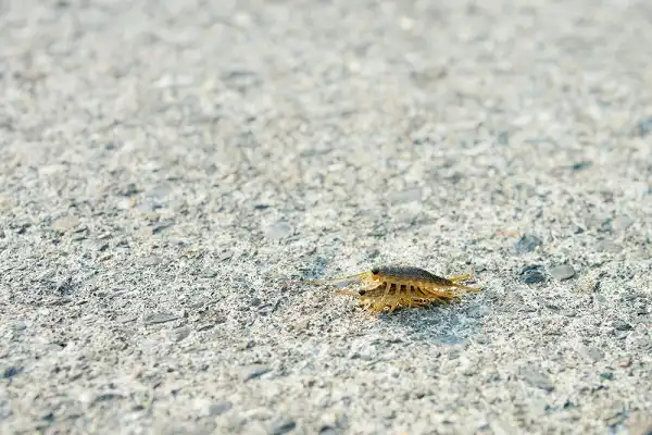 Sea Roach Picture
