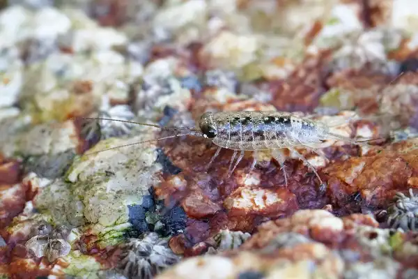 Sea Roach