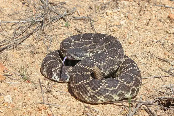 Southern Pacific Rattlesnake Facts