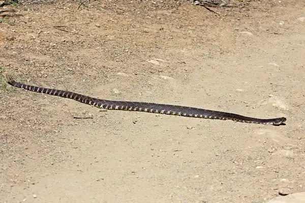 Southern Pacific Rattlesnake Image