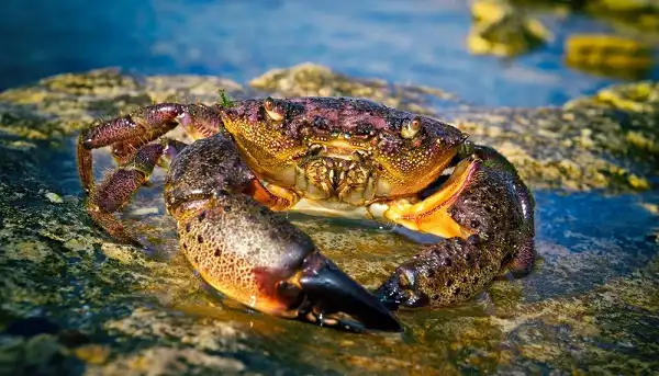 Stone Crab Picture
