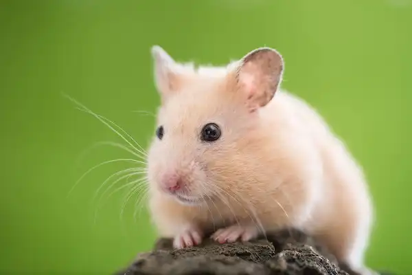 Syrian Hamster Image