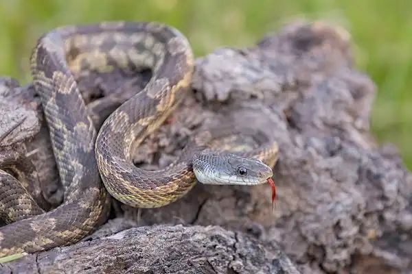 Texas Rat Snake Image